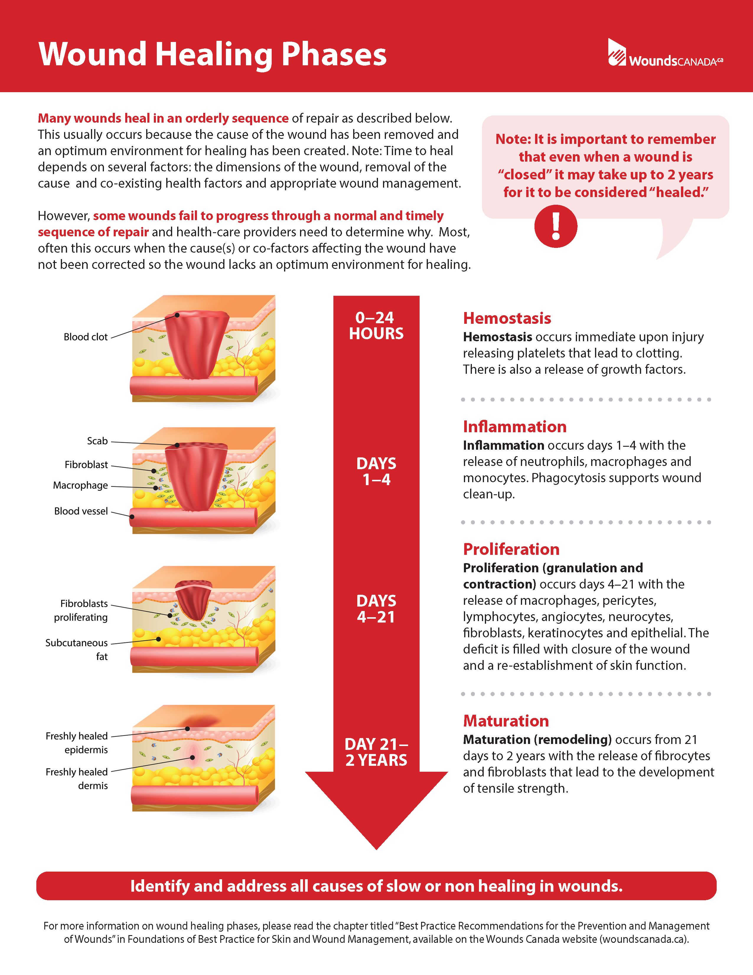 Wound Healing Phases